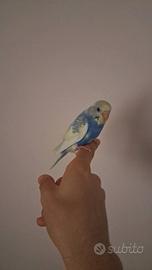 Coppia di cocorite allevate a mano