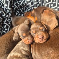 Cuccioli di bassotto nano tedesco