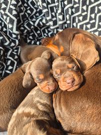 Cuccioli di bassotto nano tedesco