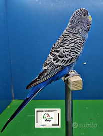 Ondulati di colore, cocorite selezionati