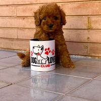 Barboncino toy Red maschi e femmina