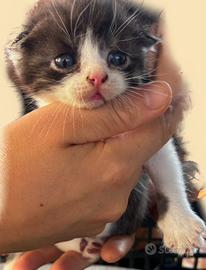 Scottish straight fold