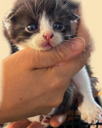 Scottish straight fold