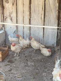 Galline livornesi