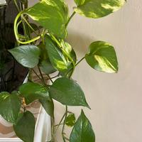 Pianta Pothos