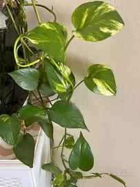 Pianta Pothos