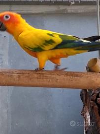 Diversi Pappagalli