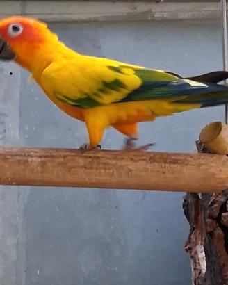 Diversi Pappagalli