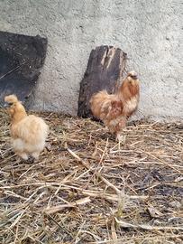 Gallo moroseta