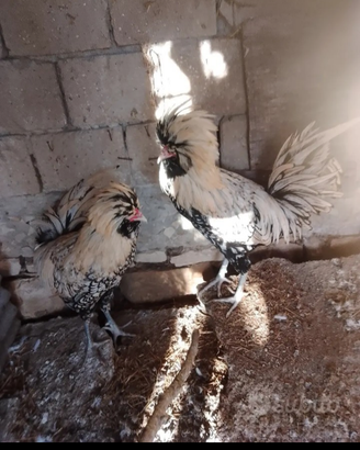 Galline ornamentali