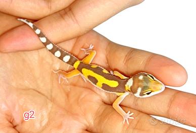Baby geco leopardino, teca