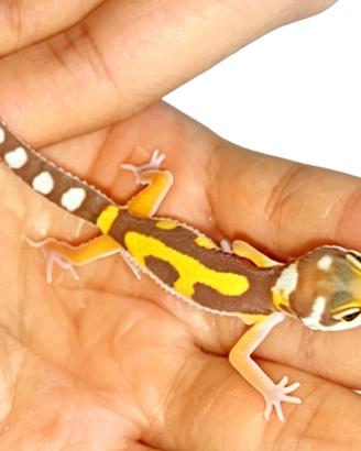 Baby geco leopardino, teca