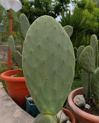 Pala di fico d’India fresca da pianta adulta
