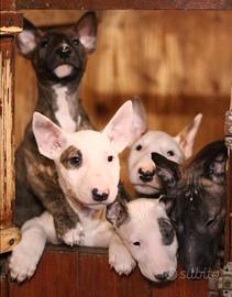 Cuccioli bull terrier standard