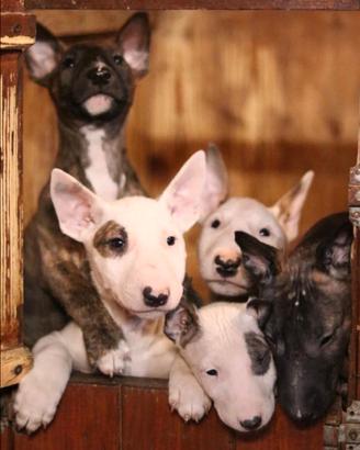 Cuccioli bull terrier standard
