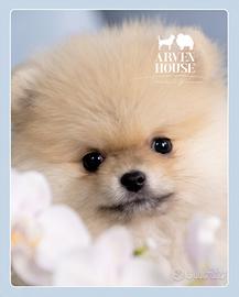 Spitz nano (Pomerania) maschio arancio chiaro - al