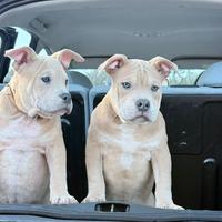 Cuccioli di American bully pocket ABKC