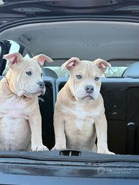 Cuccioli di American bully pocket ABKC