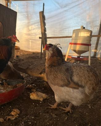 Araucana con ciuffi