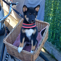 Shiba inu black and tan maschio