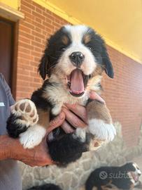 Cuccioli di Bovaro del bernese