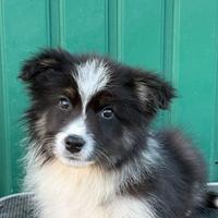 Border collie