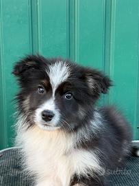 Border collie