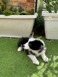 Border collie