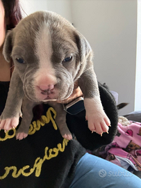 Pitbull cuccioli