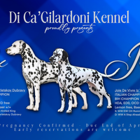 Cuccioli Dalmata con pedigree