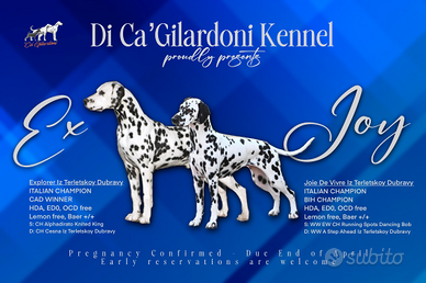 Cuccioli Dalmata con pedigree