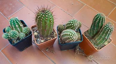 Chamaecereus Ibridi Misti