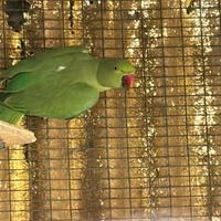 Parrocchetto dal collare