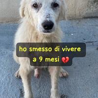 Cucciolo maremmano 9-10 mesi ora in canile
