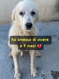 Cucciolo maremmano 9-10 mesi ora in canile