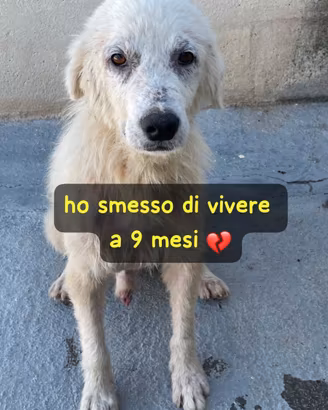 Cucciolo maremmano 9-10 mesi ora in canile