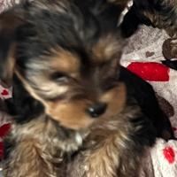 Cuccioli cane Yorkshire