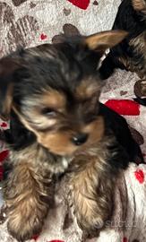 Cuccioli cane Yorkshire