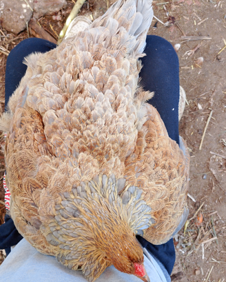 Gallina