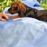 Bassotti tedeschi a pelo duro taglia SD