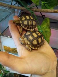 Sulcata baby
