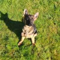 Cuccioli Pastore Tedesco