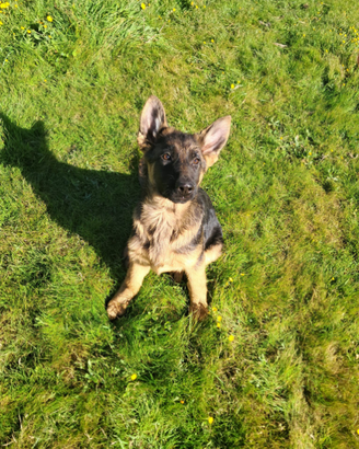 Cuccioli Pastore Tedesco