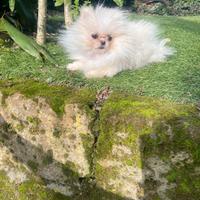 Spitz Pomerania femmina
