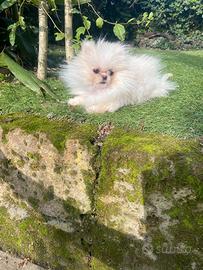 Spitz Pomerania femmina