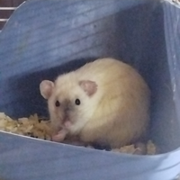 Cuccioli di ratto siamese