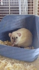 Cuccioli di ratto siamese