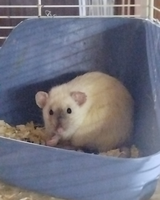 Cuccioli di ratto siamese