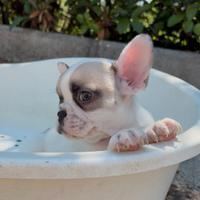 Bulldog francesi cuccioli