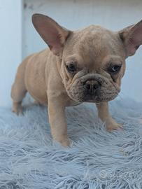 Bulldog francesi blu and tan